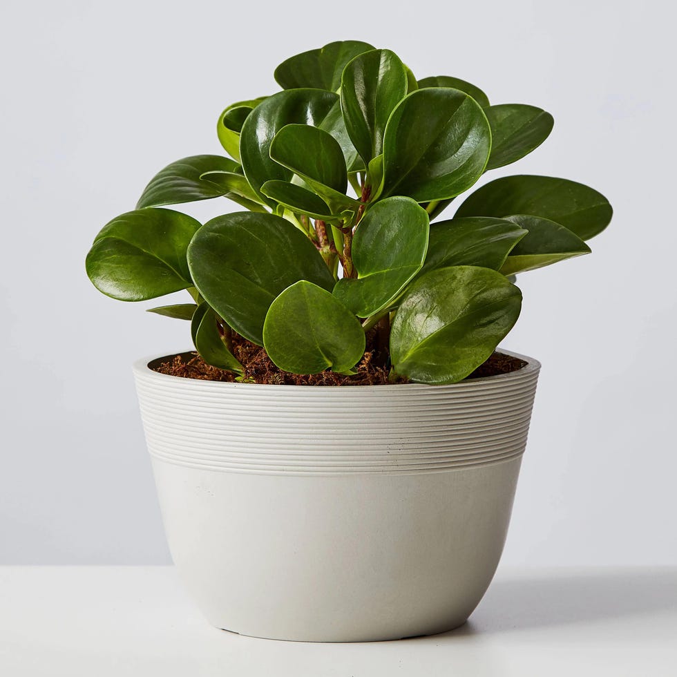 Baby Rubber Plant (Raindrop Peperomia)