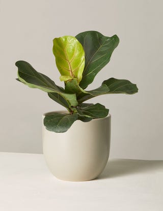 The Sill Fiddle Leaf Fig