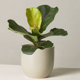 The Sill Fiddle Leaf Fig The Sill Fiddle Leaf Fig