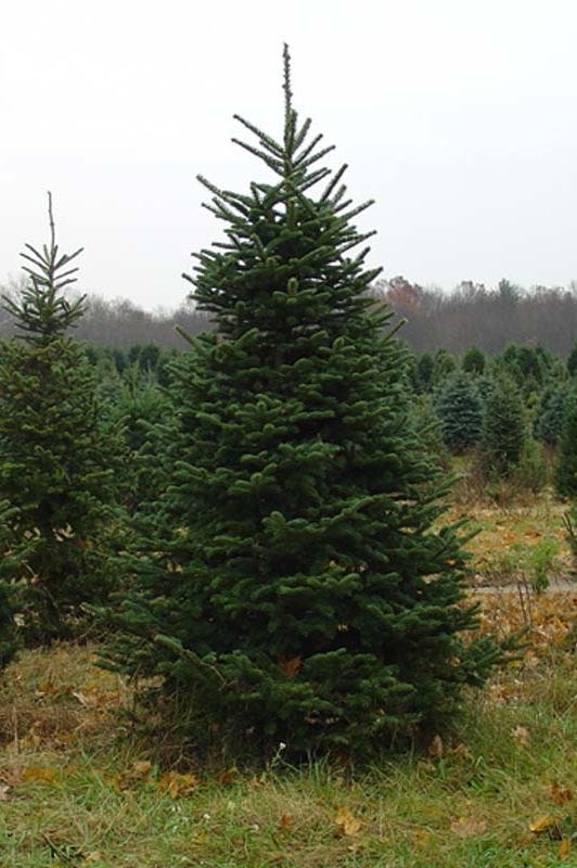 Christmas Farms