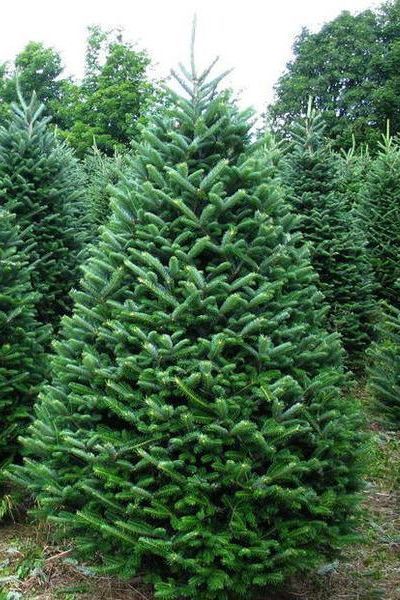 Fresh on sale xmas trees