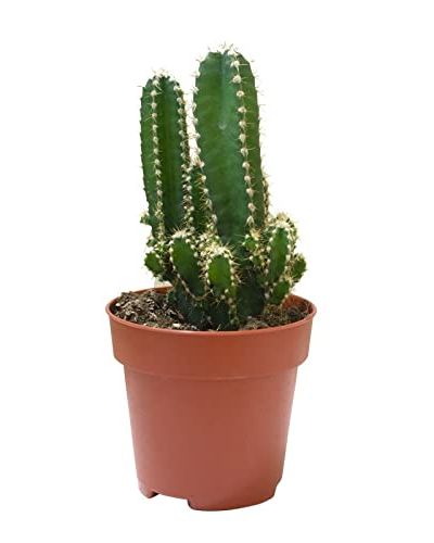 Cactus Cereus Peruvianus 