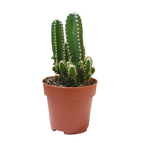 Mini Cactus Cereus 