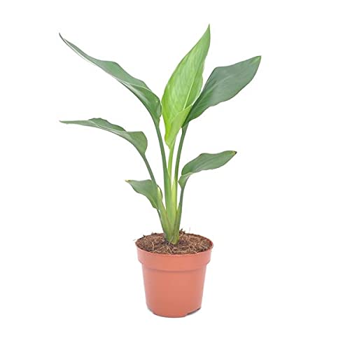 Ave del Paraíso o Strelitzia Reginae