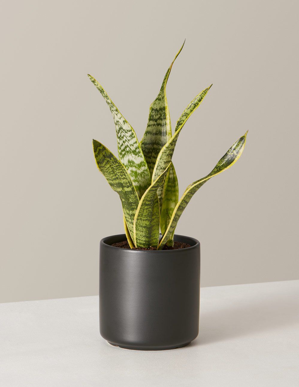 Snake Plant Laurentii in Limited Edition Planters