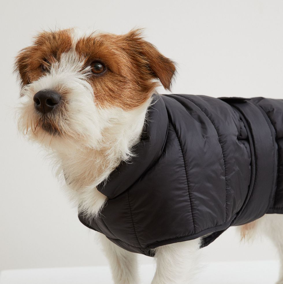 Quilted dog jacket