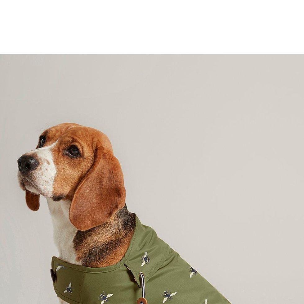 Olive Green Waxed Dog Coat 