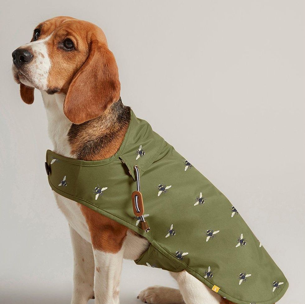 Olive Green Waxed Dog Coat 