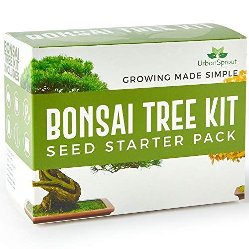 Urban Sprout Bonsai Tree Kit 
