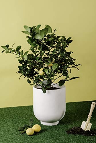 Meyer Lemon Citrus Plant