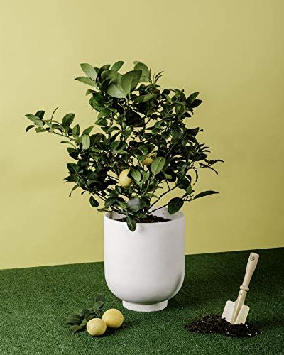 Meyer Lemon Citrus Plant