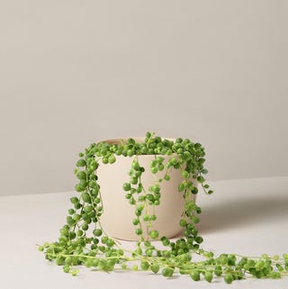 String of Pearls