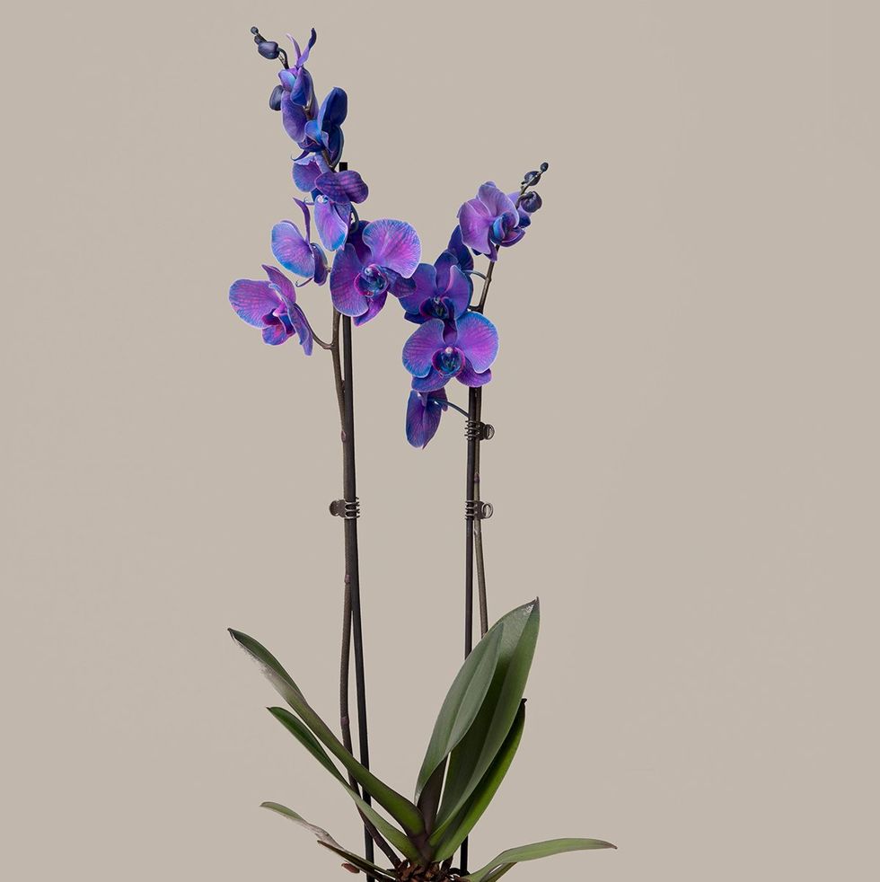 Watercolor Purple Orchid