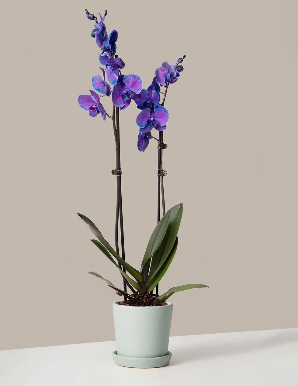 Watercolor Purple Orchid