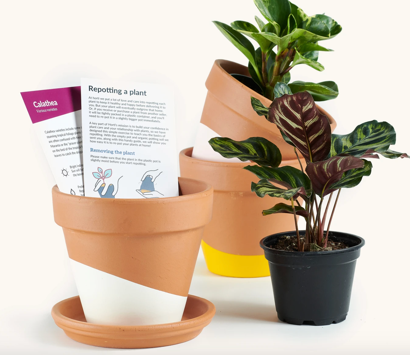 The ultimate plant parent gift guide