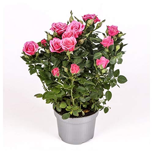 Rosal mini - PACK 4 unidades
