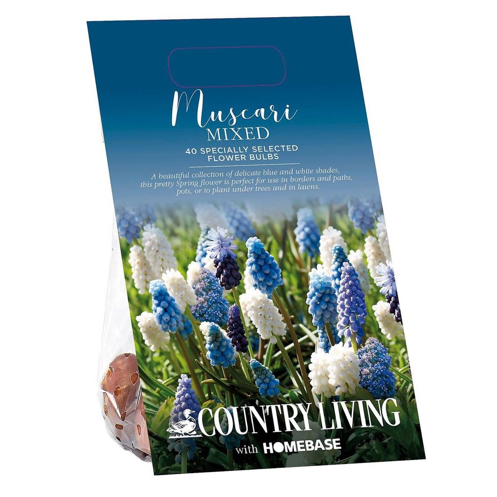 Country Living Muscari Mixed Flower bulbs