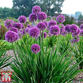 Allium 'Lavender Bubbles'Ornamental Onion