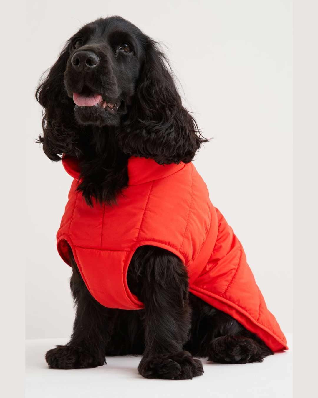 10 conjuntos de ropa para perros para vestirle en tendencia