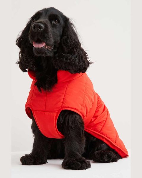 10 conjuntos de ropa perros para vestirle en tendencia