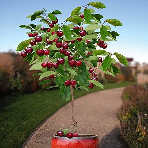 Dwarf Cherry Tree Dwarf Cherry Tree