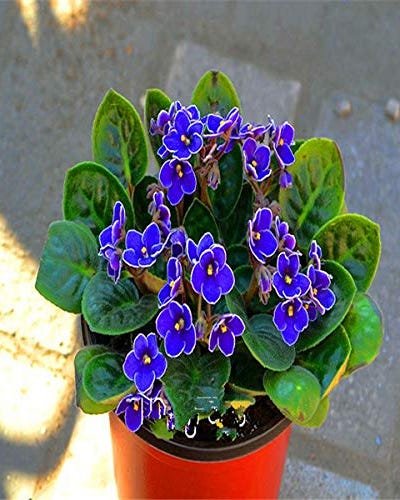 45 Plantas de interior resistentes, decorativas y bonitas 45 Plantas de interior resistentes, decorativas y bonitas