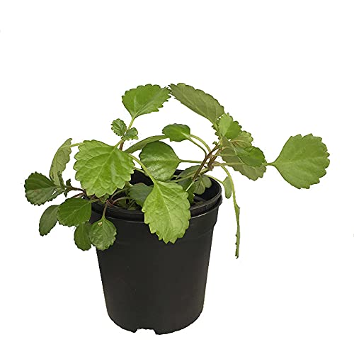 Planta del dinero