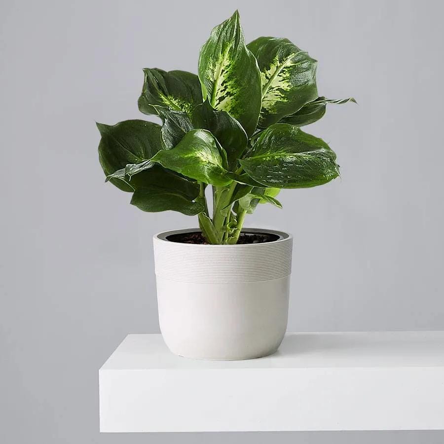 26 Best Low Light Indoor Plants — Best Houseplants for Shade