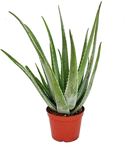 5 plantas ideales para tu cocina