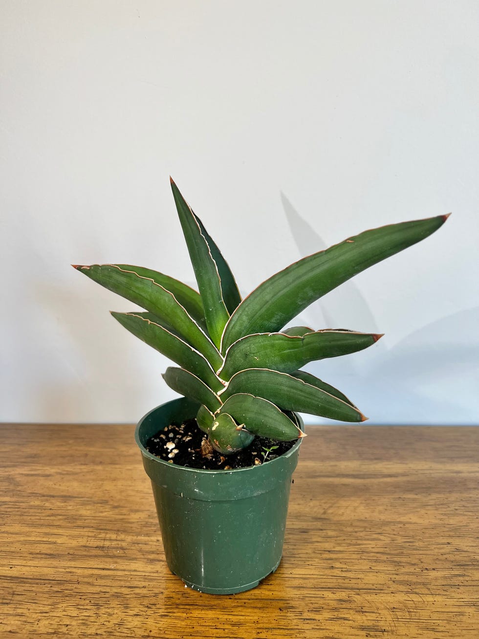 Sansevieria Samurai