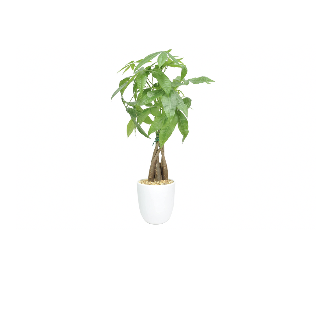 15 Best Office Plants 2022 Best Indoor Office Plants   1641365033 Screen Shot 2022 01 05 At 1 43 19 Am 1641365009 