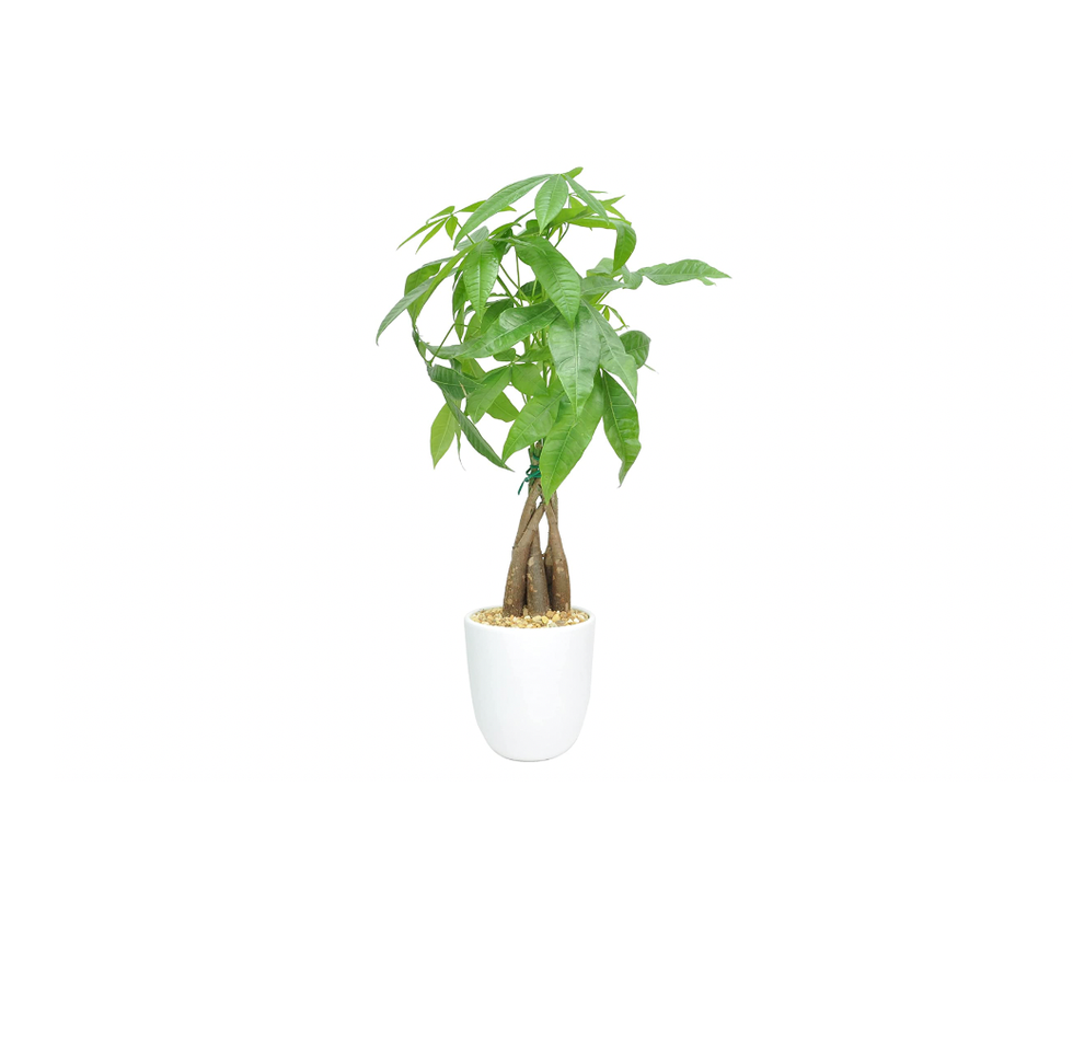 15 Best Office Plants 2023 — Best Indoor Office Plants 7341