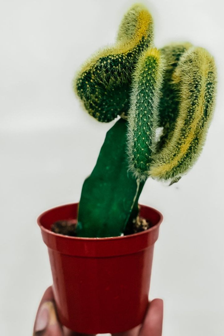 Crested Rats Tail Cactus