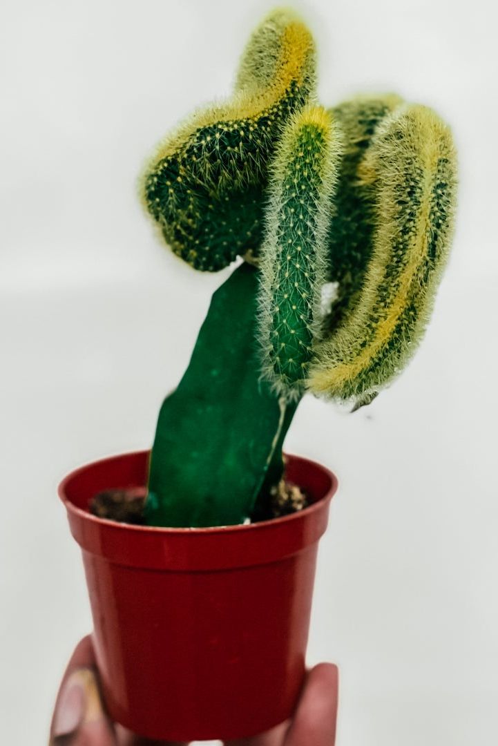 Crested Rats Tail Cactus