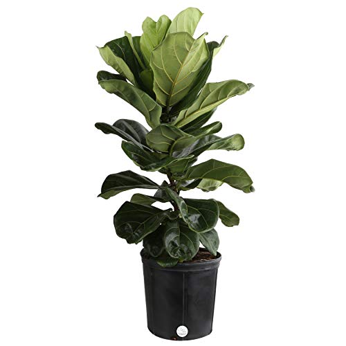 20 Best Indoor Trees - Large Indoor Plants for Your Home