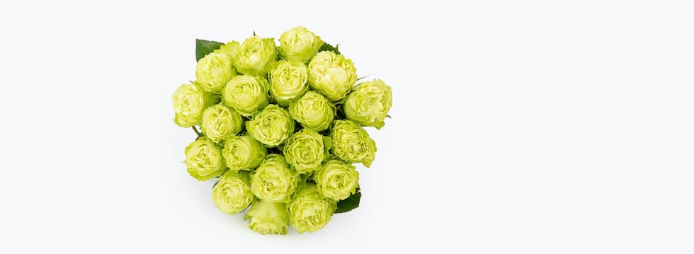 Fresh & Lush Green Rose