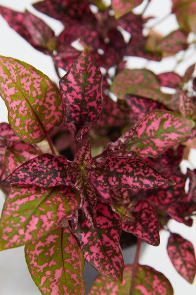Polka Dot Plant Care - How to Grow Hypoestes Phyllostachya