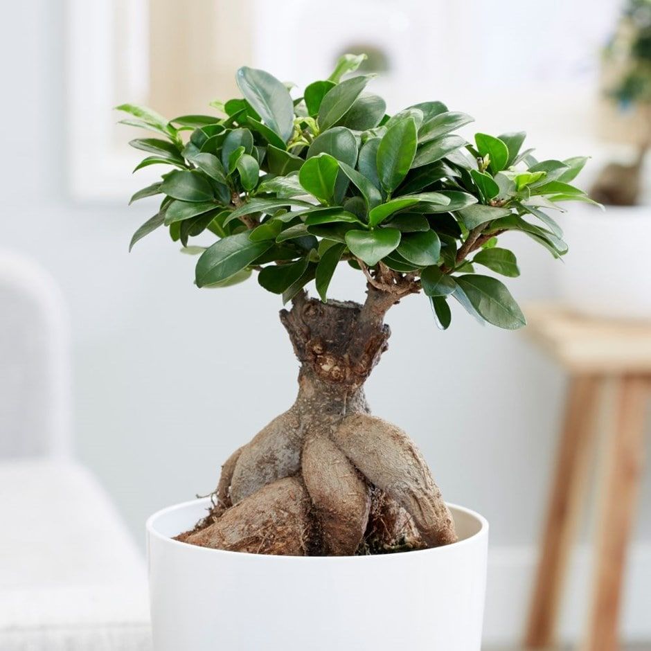 Altezza 90/95 cm Bonsai Ficus Ginseng S Shape 