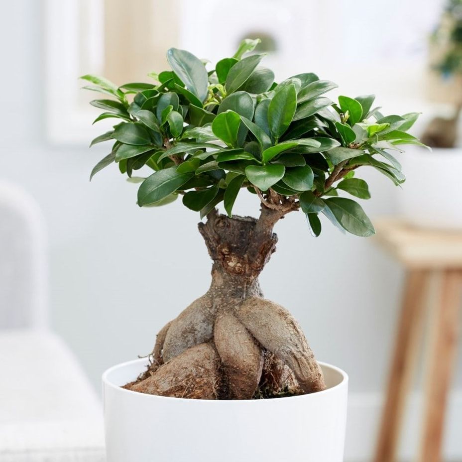 Ficus Ginseng Indoor Bonsai Tree at From You Flowers