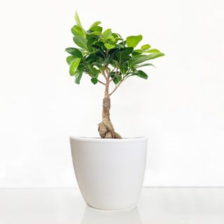 Ficus Ginseng Bonsai