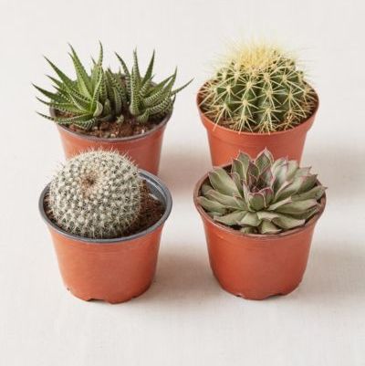 4" Live Assorted Hardy Plant