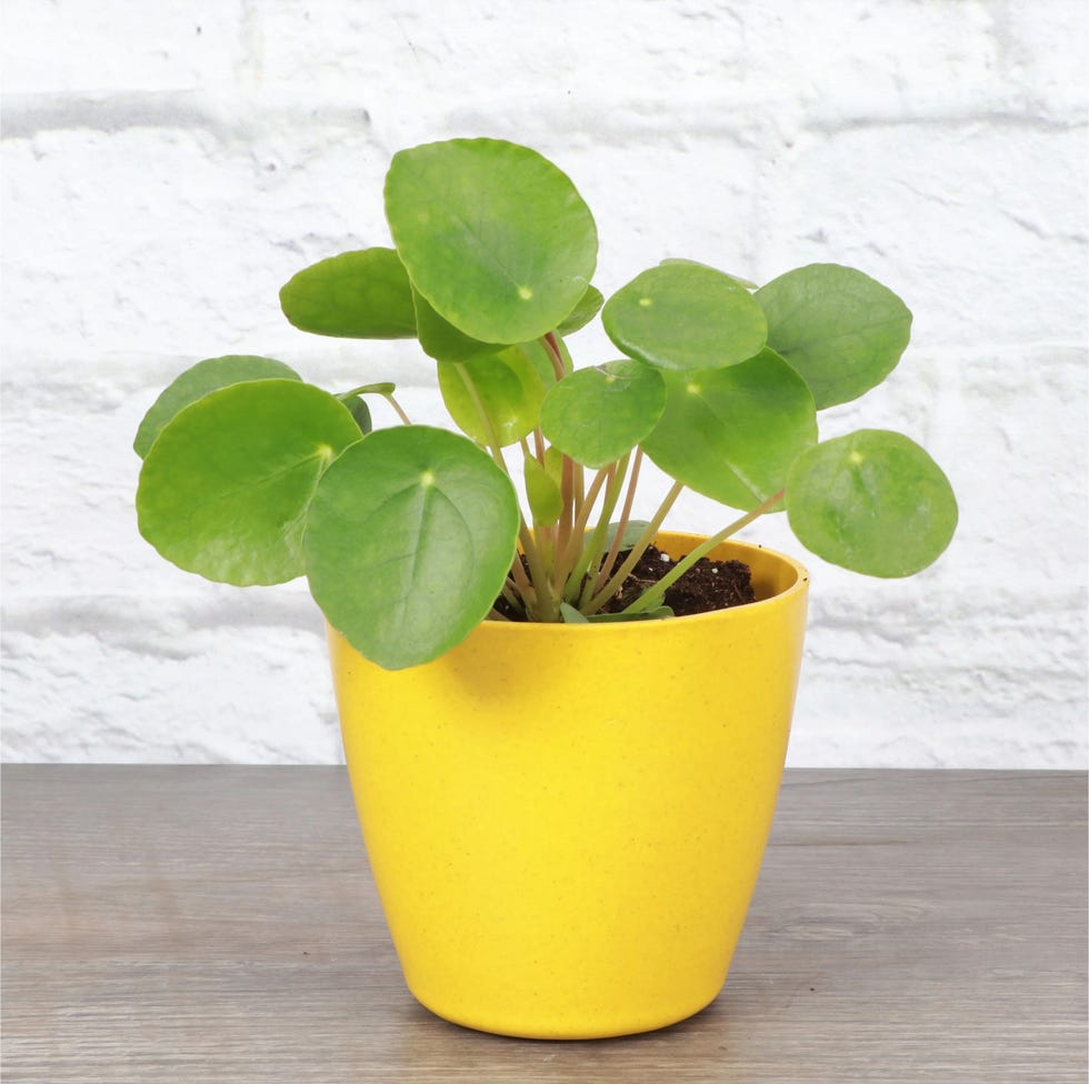 Thorsen's Greenhouse Pilea Peperomioides
