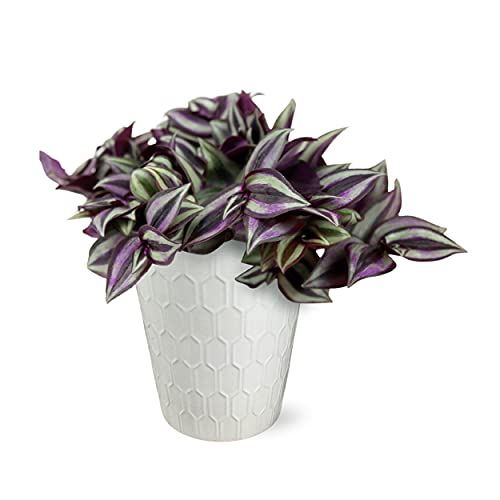 Plants & Blooms Shop Zebrina Plant