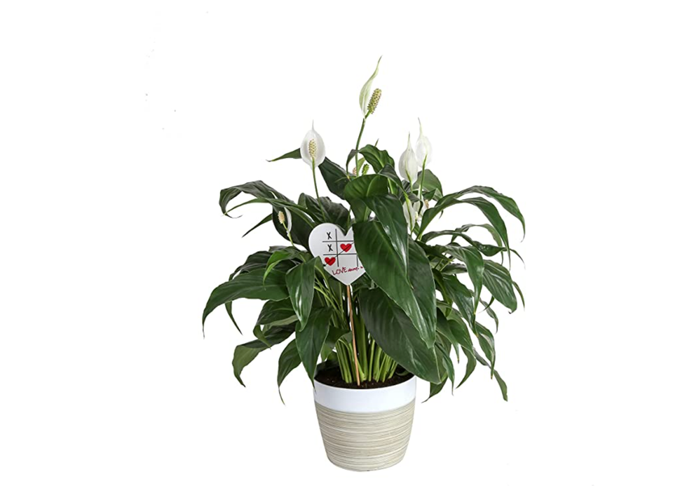 Costa Farms Indoor Peace Lily 