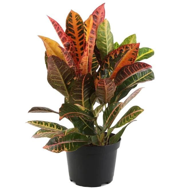 Shop Succulents Croton Petra 