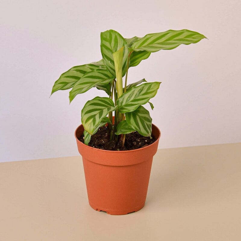 House Plant Shop Calathea