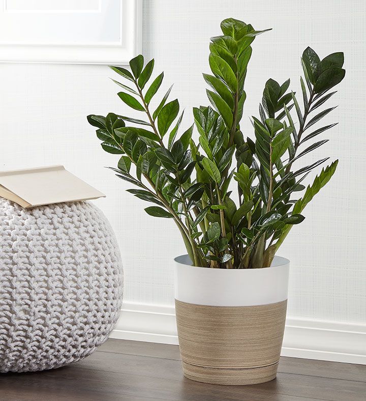 How to Care for a ZZ Plant - ZZ Plant Light and Water Tips