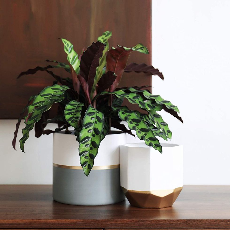 https://hips.hearstapps.com/vader-prod.s3.amazonaws.com/1643046034-best-pots-and-planters-on-amazon-white-ceramic-flower-pots-1643046015.jpg?crop=1xw:1xh;center,top&resize=980:*