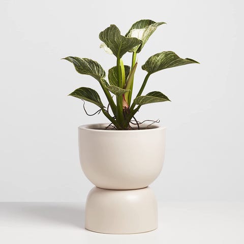 37 Best Pots and Planters on Amazon - Stylish Indoor Plant Pots