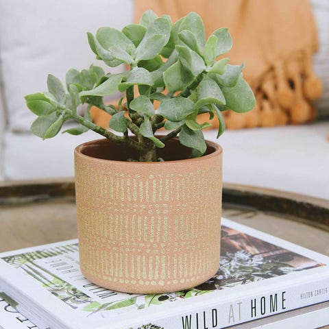 37 Best Pots and Planters on Amazon - Stylish Indoor Plant Pots